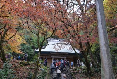 鶏足寺のモミジの紅葉