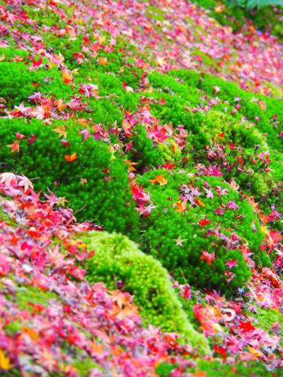 散り紅葉を見に祇王寺へ   行くつもりが先にパフェを食べに行っちゃった in京都