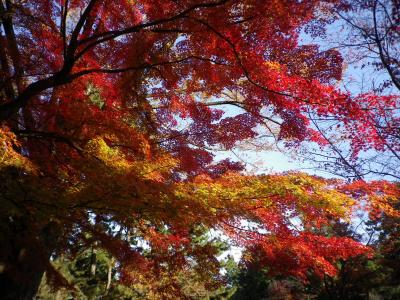 京都御苑で秋色散歩