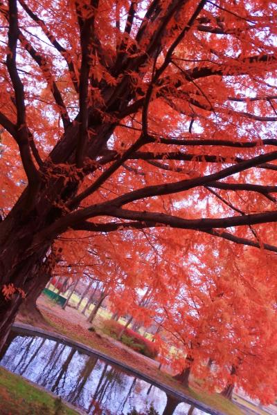 紅葉の美しい杜の都へ～仙台・聖地巡礼とグルメの旅