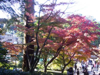 鎌倉の古寺に紅葉を尋ねて