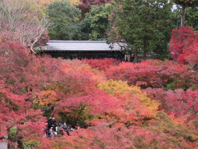 京都の紅葉２０１７～王道の名所・東福寺～