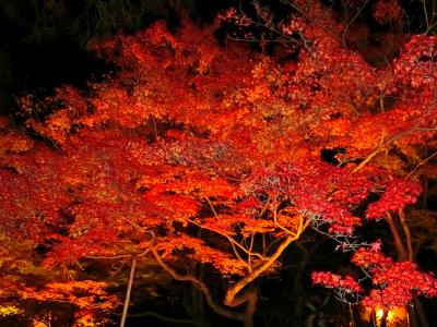 やはり混雑していた紅葉の京都 １