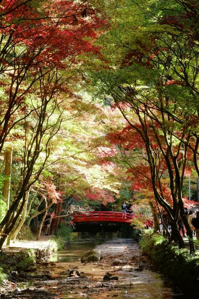 小国神社 紅葉散策 2017 まだ早かったかな