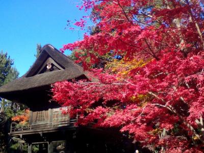 雨上がりで紅に輝くもみじ葉　平林寺