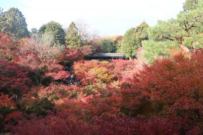 観たいのは、本当に紅葉かい？？京都３日間の旅