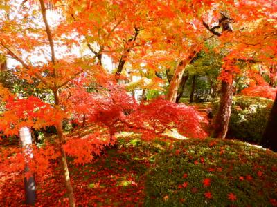 素晴らしい鮮やかな紅葉に感動です。