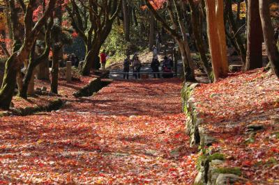 近江路の紅葉巡りに行ってきました！　マキノ高原メタセコイア並木～鶏足寺～西明寺～永源寺のライトアップ