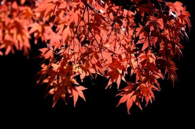 紅葉　　ＩＮ　　深大寺