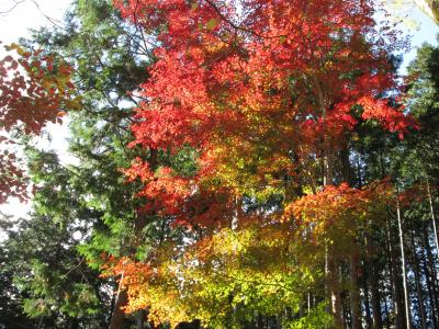 箱根仙石原のホテルハーヴェスト箱根甲子園で紅葉と温泉を満喫