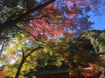 箱根の紅葉と大涌谷 2日目は湯河原紅葉の郷ハイキング