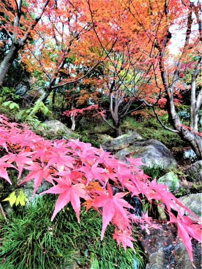 夙川からの小さなバストリップで、紅葉の北山山荘へ