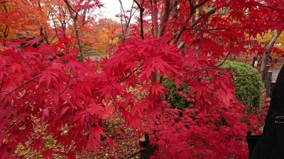 紅葉の京都。弾丸日帰り女子会の旅。