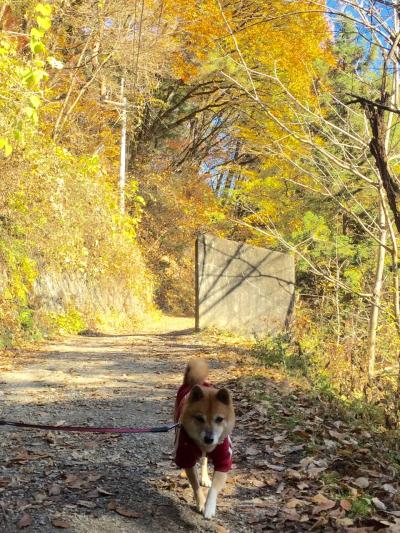 ワンコと旅行♪昇仙峡の紅葉と八ヶ岳の自然に癒されて…！【前編】