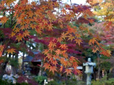 豪徳寺の紅葉　2017