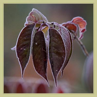Solitary Journey［1932］氷点下２℃！霜で白く縁取られた紅葉を切り撮ってきました。＜標高800ｍの八幡高原＞広島県北広島町