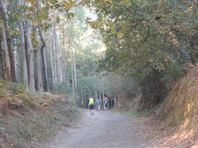 古道巡礼35/36日目 Arzua →Pedrouzo 20.5Km 幻想的な森の中を彷徨う