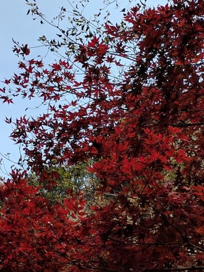 秋の紅葉を満喫