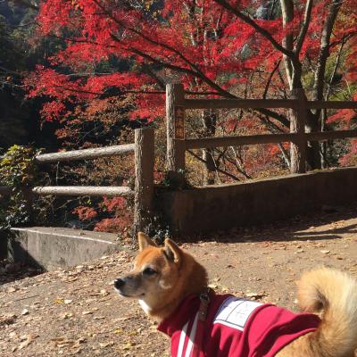 ワンコと旅行♪昇仙峡の紅葉と八ヶ岳の自然に癒されて…！【後編】