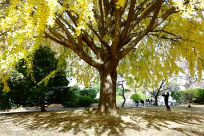 秋晴れの東京国立博物館 庭園散策＜運慶展・最終日＞