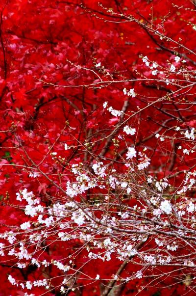 東海一の紅葉名所「香嵐渓」と「小原の四季桜」