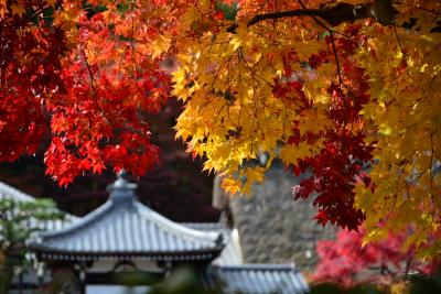 京都の紅葉　光明院から嵐山へ、そして平等院ライトアップへ！2017年