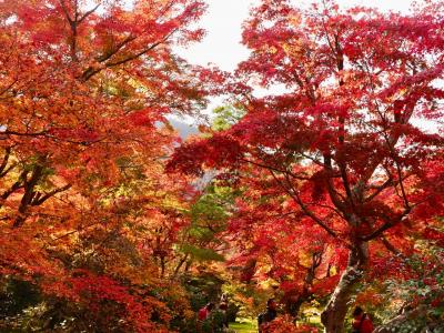 1泊2日で京都の紅葉を見に行く。2日目は源光庵、嵐山周辺