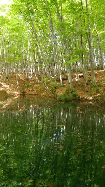 越後湯沢拠点旅：松之山温泉（新潟）の新緑 （アイスランドのモスグリーンとの対比）