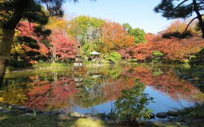 東京都心の紅葉・・都心のオアシス、日比谷公園をめぐります。