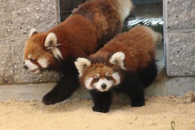 レッサーパンダの赤ちゃん求めて鯖江と神戸の動物園遠征とグルメの旅（３）西山動物園（後）Hello！レッサーパンダの赤ちゃんの梅香（めいしゃん）＆リスザルの赤ちゃんがママから独り立ちする姿を目撃