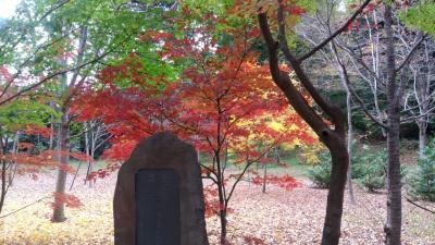 都内の駅前、拝観無料の紅葉スポット/Amazing (admission free) Autumn leaves spot in front of station in Tokyo area