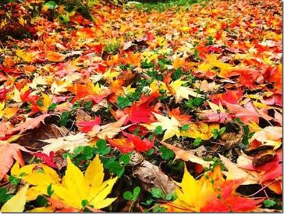 紅葉　　ＩＮ　　井之頭公園