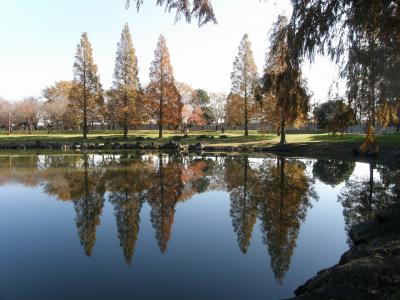 メタセコイヤの紅葉が素晴らしい加須はなさき公園を訪れる・・・②メタセコイヤの並木に負けない園内の紅葉・黄葉