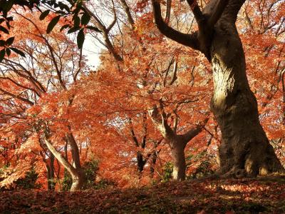 紅葉が見ごろの須磨離宮公園