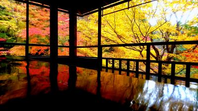 紅葉狩りをしに京都に日帰り旅しました。