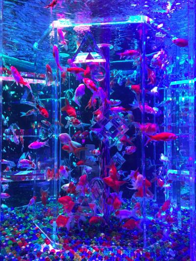 ②11月は世界遺産をまわろお!京都編