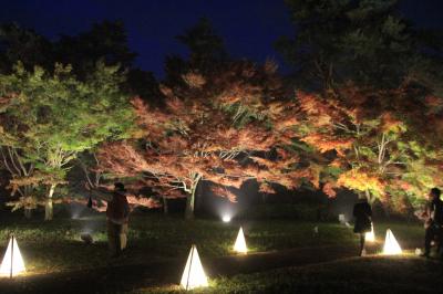 森林公園 紅葉見ナイト ライトアップで幻想的な昼とは違う夜の顔 (2016年)