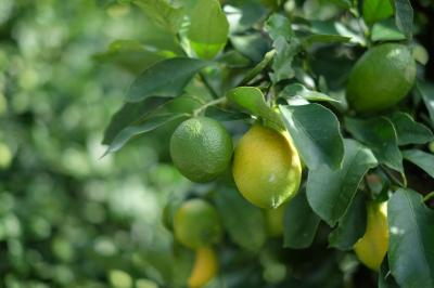 レモン畑を見たい!大崎下島