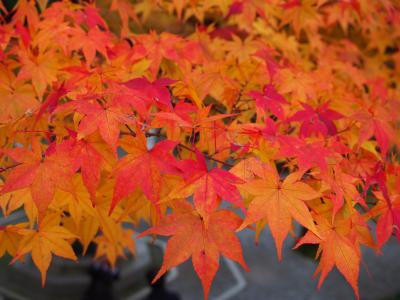 京都穴場の紅葉めぐり~泉涌寺の紅葉と東福寺塔頭光明院の庭と殿田のきつねうどんと京都駅のクリスマスイルミネーション