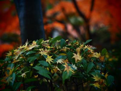 縮景園のライトアップ