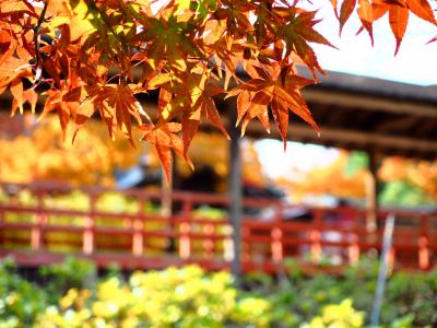 まるで京都に来たみたい・・・　本土寺の紅葉！