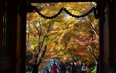 本土寺　紅葉が見ごろ