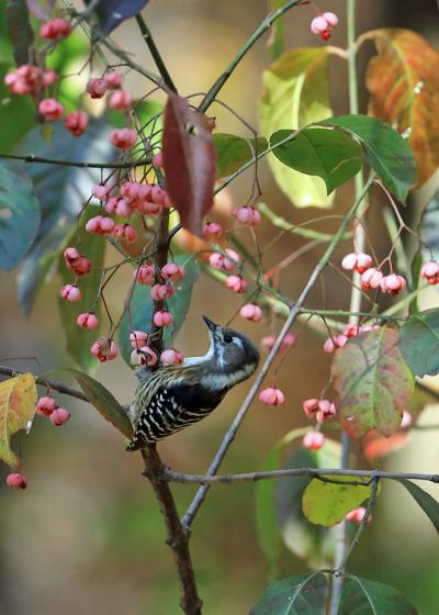 野鳥撮影記録（２０１７年１１月）その４