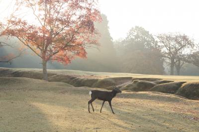 2017年秋の帰国旅行その③－奈良の思い出