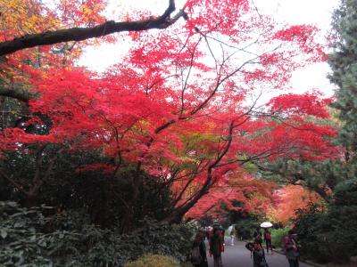 紅葉の新宿御苑へ