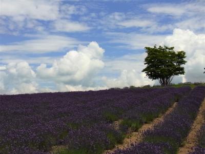 穴場ラベンダー畑・百花繚乱の富良野、美瑛