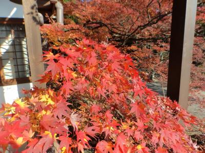 最初で最後の紅葉巡り・今一番の紅葉が綺麗な東福寺へ（＾＾）