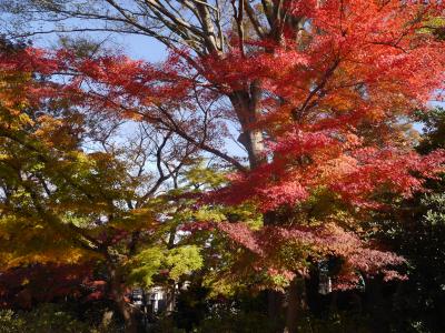 本土寺の紅葉と東京下町・谷根千ぶらぶら散歩・・・そして小石川植物園にも寄って来ました♪♪
