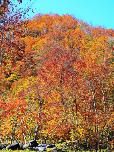 上信越-2  銀山平キャンプ場＊紅葉　荒沢岳の彩り最高潮　☆長いトンネル抜けた別天地