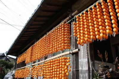 車で岐阜★山県市伊自良地区の秋 伊自良大実の連柿